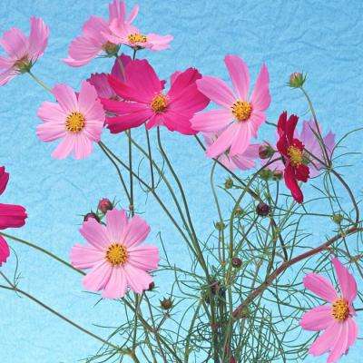 一分三快app下载手机版